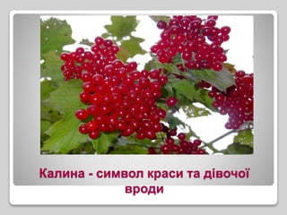 Калина - символ краси та дівочої
вроди
 