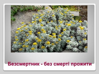 Безсмертник - без смерті прожити
 