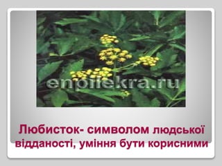 Любисток- символом людської
відданості, уміння бути корисними
 
