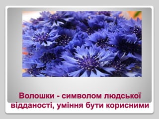 Волошки - символом людської
відданості, уміння бути корисними
 