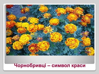 Чорнобривці – символ краси
 