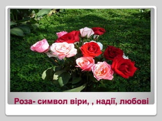 Роза- символ віри, , надії, любові
 