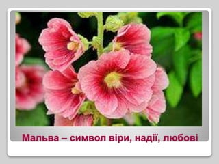 Мальва – символ віри, надії, любові
 