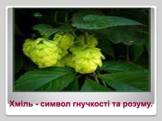 Хміль - символ гнучкості та розуму.
 