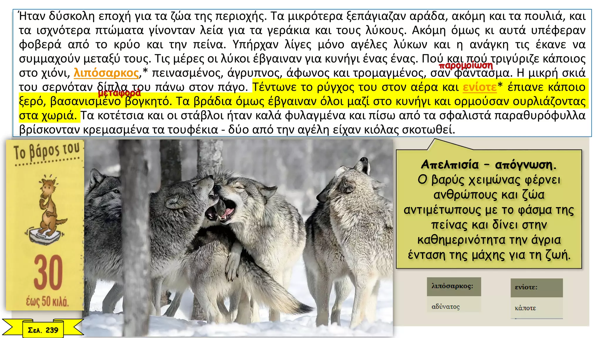 Ήταν δύσκολη εποχή για τα ζώα της περιοχής. Τα μικρότερα ξεπάγιαζαν αράδα, ακόμη και τα πουλιά, και
τα ισχνότερα πτώματα γίνονταν λεία για τα γεράκια και τους λύκους. Ακόμη όμως κι αυτά υπέφεραν
φοβερά από το κρύο και την πείνα. Υπήρχαν λίγες μόνο αγέλες λύκων και η ανάγκη τις έκανε να
συμμαχούν μεταξύ τους. Τις μέρες οι λύκοι έβγαιναν για κυνήγι ένας ένας. Πού και πού τριγύριζε κάποιος
στο χιόνι, λιπόσαρκος,* πεινασμένος, άγρυπνος, άφωνος και τρομαγμένος, σαν φάντασμα. Η μικρή σκιά
του σερνόταν δίπλα του πάνω στον πάγο. Τέντωνε το ρύγχος του στον αέρα και ενίοτε* έπιανε κάποιο
ξερό, βασανισμένο βογκητό. Τα βράδια όμως έβγαιναν όλοι μαζί στο κυνήγι και ορμούσαν ουρλιάζοντας
στα χωριά. Τα κοτέτσια και οι στάβλοι ήταν καλά φυλαγμένα και πίσω από τα σφαλιστά παραθυρόφυλλα
βρίσκονταν κρεμασμένα τα τουφέκια - δύο από την αγέλη είχαν κιόλας σκοτωθεί.
Απελπισία – απόγνωση.
Ο βαρύς χειμώνας φέρνει
ανθρώπους και ζώα
αντιμέτωπους με το φάσμα της
πείνας και δίνει στην
καθημερινότητα την άγρια
ένταση της μάχης για τη ζωή.
Σελ. 239
μεταφορά
παρομοίωση
 