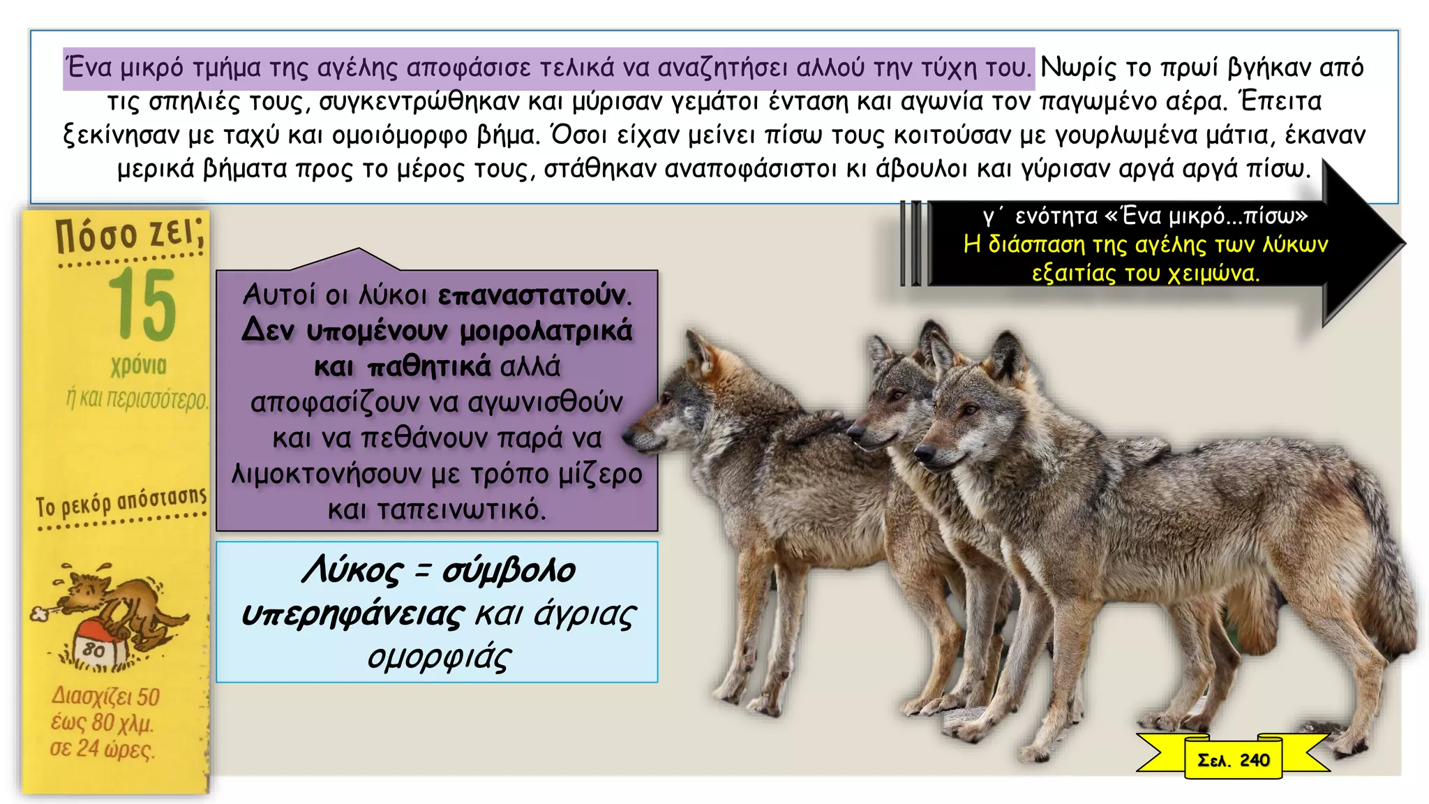 Ένα μικρό τμήμα της αγέλης αποφάσισε τελικά να αναζητήσει αλλού την τύχη του. Νωρίς το πρωί βγήκαν από
τις σπηλιές τους, συγκεντρώθηκαν και μύρισαν γεμάτοι ένταση και αγωνία τον παγωμένο αέρα. Έπειτα
ξεκίνησαν με ταχύ και ομοιόμορφο βήμα. Όσοι είχαν μείνει πίσω τους κοιτούσαν με γουρλωμένα μάτια, έκαναν
μερικά βήματα προς το μέρος τους, στάθηκαν αναποφάσιστοι κι άβουλοι και γύρισαν αργά αργά πίσω.
γ΄ ενότητα «Ένα μικρό...πίσω»
Η διάσπαση της αγέλης των λύκων
εξαιτίας του χειμώνα.
Λύκος = σύμβολο
υπερηφάνειας και άγριας
ομορφιάς
Αυτοί οι λύκοι επαναστατούν.
Δεν υπομένουν μοιρολατρικά
και παθητικά αλλά
αποφασίζουν να αγωνισθούν
και να πεθάνουν παρά να
λιμοκτονήσουν με τρόπο μίζερο
και ταπεινωτικό.
Σελ. 240
 