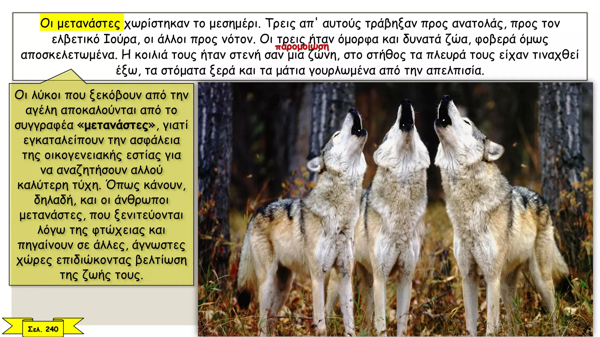 Οι μετανάστες χωρίστηκαν το μεσημέρι. Τρεις απ' αυτούς τράβηξαν προς ανατολάς, προς τον
ελβετικό Ιούρα, οι άλλοι προς νότον. Οι τρεις ήταν όμορφα και δυνατά ζώα, φοβερά όμως
αποσκελετωμένα. Η κοιλιά τους ήταν στενή σαν μια ζώνη, στο στήθος τα πλευρά τους είχαν τιναχθεί
έξω, τα στόματα ξερά και τα μάτια γουρλωμένα από την απελπισία.
Σελ. 240
Οι λύκοι που ξεκόβουν από την
αγέλη αποκαλούνται από το
συγγραφέα «μετανάστες», γιατί
εγκαταλείπουν την ασφάλεια
της οικογενειακής εστίας για
να αναζητήσουν αλλού
καλύτερη τύχη. Όπως κάνουν,
δηλαδή, και οι άνθρωποι
μετανάστες, που ξενιτεύονται
λόγω της φτώχειας και
πηγαίνουν σε άλλες, άγνωστες
χώρες επιδιώκοντας βελτίωση
της ζωής τους.
παρομοίωση
 