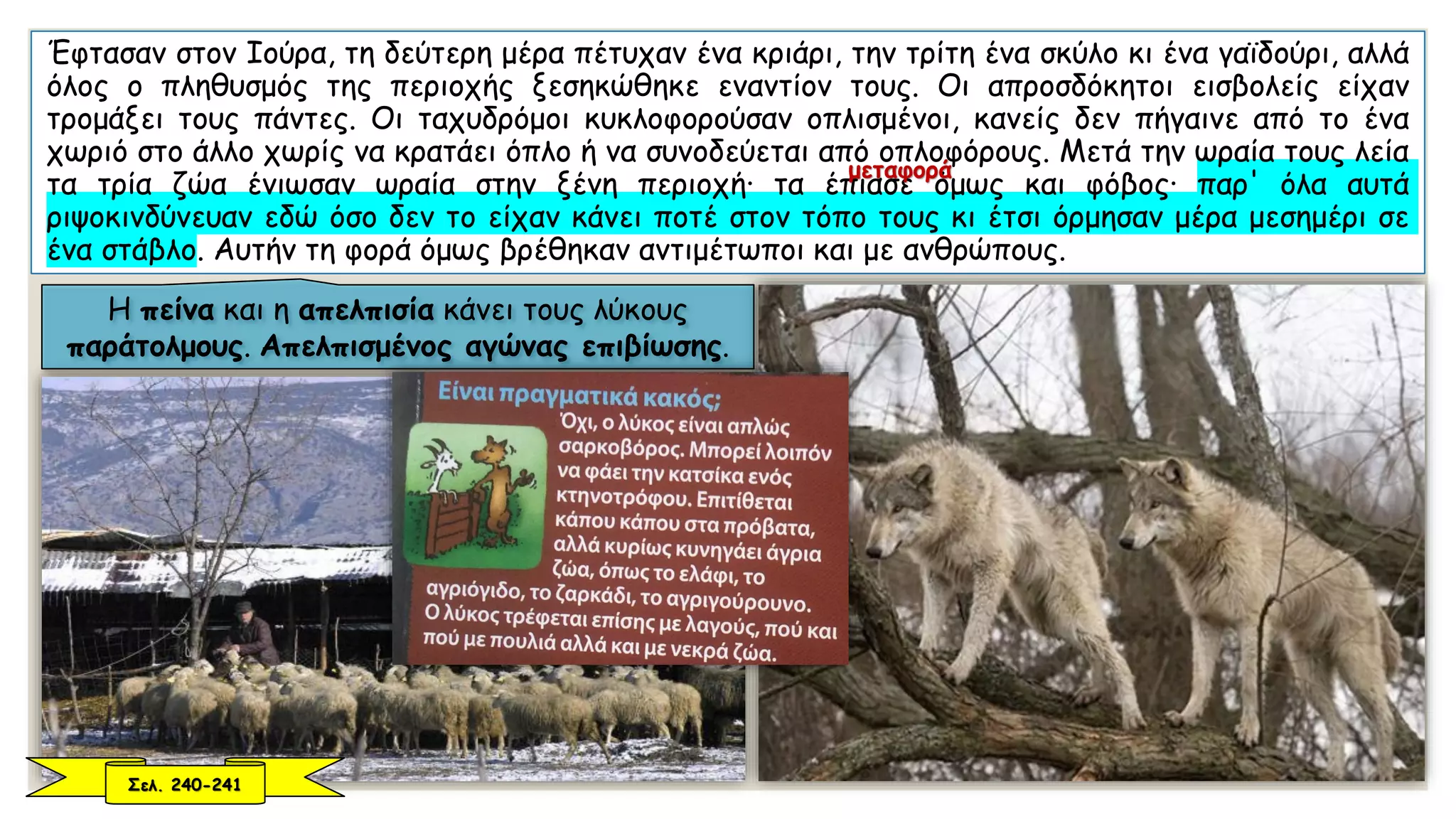 Έφτασαν στον Ιούρα, τη δεύτερη μέρα πέτυχαν ένα κριάρι, την τρίτη ένα σκύλο κι ένα γαϊδούρι, αλλά
όλος ο πληθυσμός της περιοχής ξεσηκώθηκε εναντίον τους. Οι απροσδόκητοι εισβολείς είχαν
τρομάξει τους πάντες. Οι ταχυδρόμοι κυκλοφορούσαν οπλισμένοι, κανείς δεν πήγαινε από το ένα
χωριό στο άλλο χωρίς να κρατάει όπλο ή να συνοδεύεται από οπλοφόρους. Μετά την ωραία τους λεία
τα τρία ζώα ένιωσαν ωραία στην ξένη περιοχή· τα έπιασε όμως και φόβος· παρ' όλα αυτά
ριψοκινδύνευαν εδώ όσο δεν το είχαν κάνει ποτέ στον τόπο τους κι έτσι όρμησαν μέρα μεσημέρι σε
ένα στάβλο. Αυτήν τη φορά όμως βρέθηκαν αντιμέτωποι και με ανθρώπους.
Η πείνα και η απελπισία κάνει τους λύκους
παράτολμους. Απελπισμένος αγώνας επιβίωσης.
Σελ. 240-241
μεταφορά
 