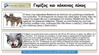 Γκρίζος και κόκκινος λύκος
Ο λύκος είναι σαρκοφάγο θηλαστικό και αποτελεί τον μεγαλύτερο εκπρόσωπο
των κυνοειδών. Το επιστημονικό του όνομα είναι Canis lupus. Ο λύκος πήρε την
τωρινή του μορφή εδώ και 1 εκατομμύριο έτη περίπου, δηλαδή πολύ πριν την
εμφάνιση του σημερινού ανθρώπου. Σήμερα, ως αποτέλεσμα της γενετικής
εξέλιξης χιλιάδων ετών, επιβιώνουν δύο είδη λύκων: ο γκρίζος ( Canis lupus )
και ο κόκκινος λύκος ( Canis rufus ).
Το βάρος του μεσογειακού λύκου κυμαίνεται από 20 ως 40 κιλά και το μήκος του φθάνει το 1
με 1,5 μέτρο . Στο τρίχωμα του κυριαρχεί το καφέ σώμα με χαρακτηριστική γκρίζα ράχη. Το
κρανίο του είναι μεγάλο σε σχέση με το σώμα του, με ισχυρές γνάθους για αρπαγή και
τεμαχισμό της λείας. Διαθέτει 42 δόντια με χαρακτηριστικά μεγάλους κυνόδοντες που
φθάνουν ως και 7εκ. Το δάγκωμά του έχει απίστευτη δύναμη και μπορεί να διαπεράσει
στρώμα δέρματος και τριχώματος αρκετών εκατοστών. Το στέρνο του είναι μυώδες και τα
πόδια του εξαιρετικά δυνατά και ψηλά ώστε ν' αναπτύσσει μεγάλες ταχύτητες, ως και 40
km/h , όταν τρέχει.
http://ebooks.edu.gr/modules/ebook/show.php/DSGL105/229/1695,5441/
 