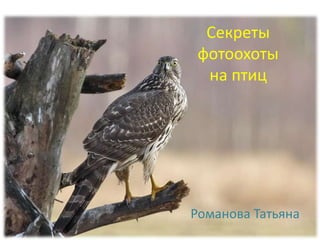 Секреты
фотоохоты
на птиц
Романова Татьяна
 