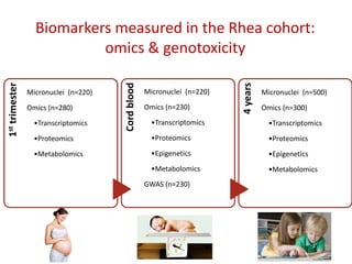 Biomarkers measured in the Rhea cohort:
omics & genotoxicity
1sttrimester
Micronuclei (n=220)
Omics (n=280)
•Transcriptomics
•Proteomics
•Metabolomics
Cordblood
Micronuclei (n=220)
Omics (n=230)
•Transcriptomics
•Proteomics
•Epigenetics
•Metabolomics
GWAS (n=230)
4years
Micronuclei (n=500)
Omics (n=300)
•Transcriptomics
•Proteomics
•Epigenetics
•Metabolomics
 