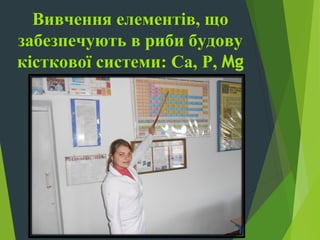 Вивчення елементів, що
забезпечують в риби будову
кісткової системи: Са, P, Mg
 