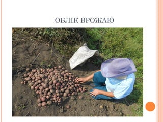 ОБЛІК ВРОЖАЮ
 