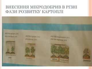 ВНЕСЕННЯ МІКРОДОБРИВ В РІЗНІ
ФАЗИ РОЗВИТКУ КАРТОПЛІ
 