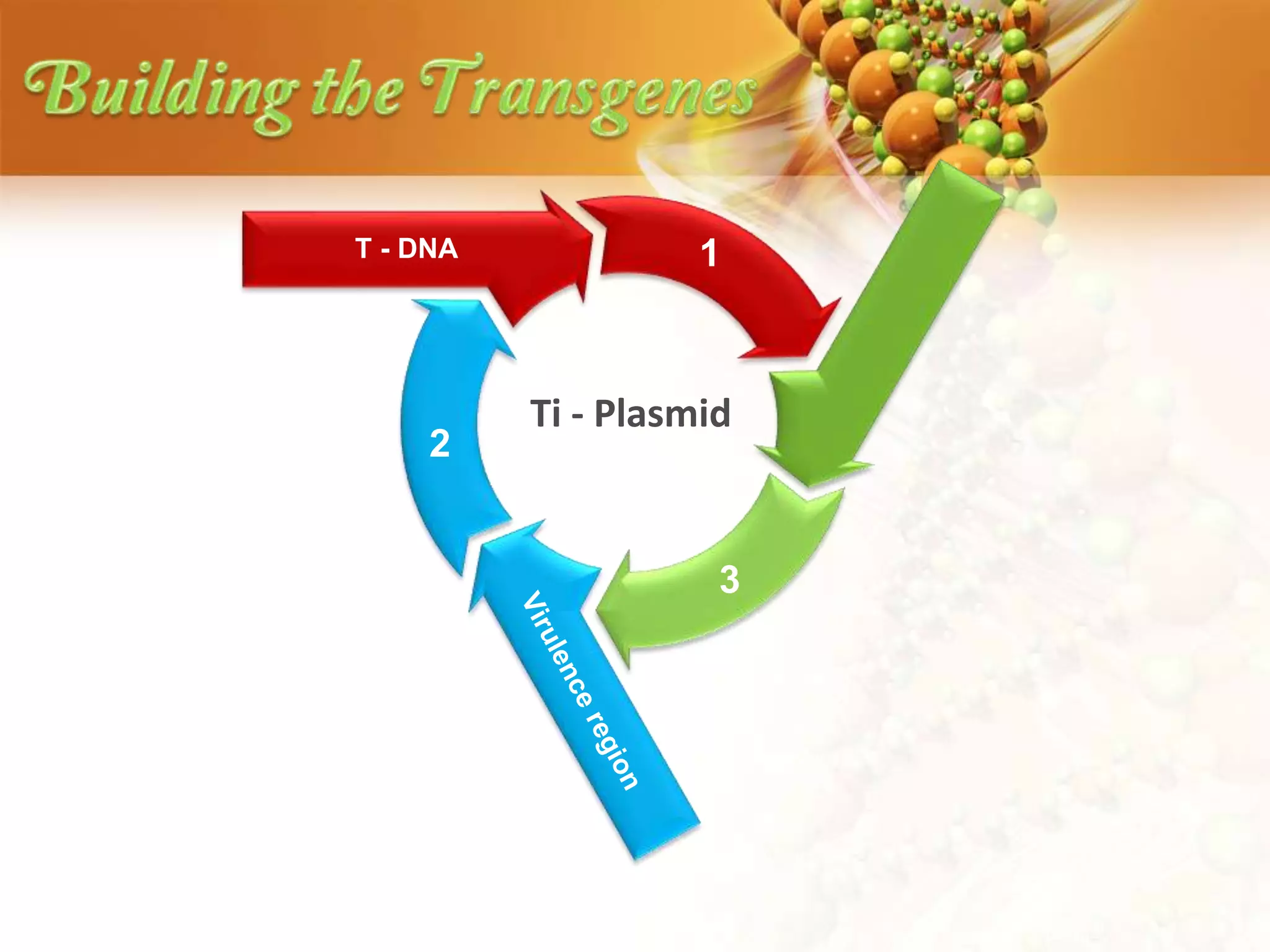 2
3
1T - DNA
Ti - Plasmid
 