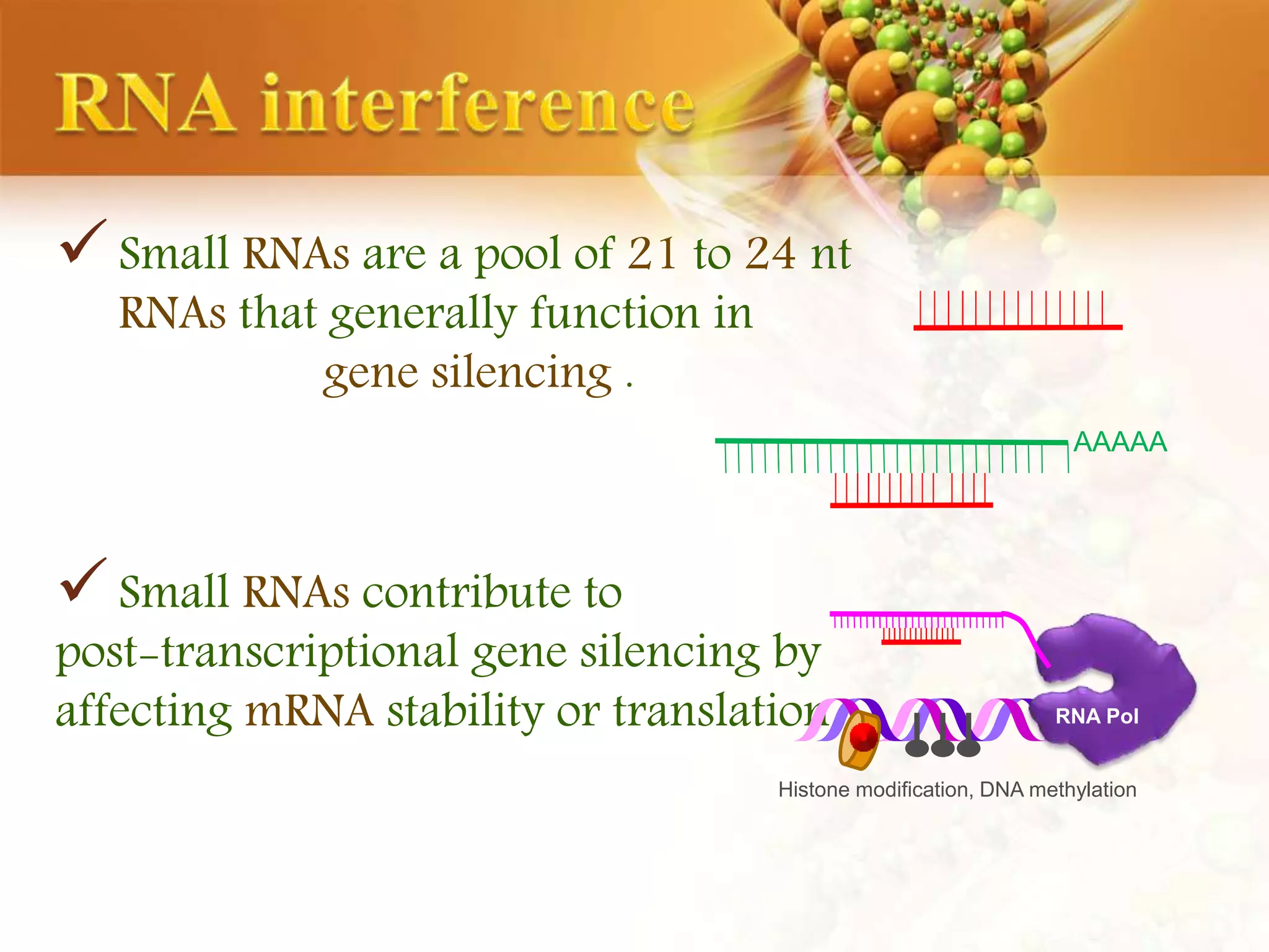 Small RNAs are a pool of 21 to 24 nt
RNAs that generally function in
gene silencing .
Small RNAs contribute to
post-transcriptional gene silencing by
affecting mRNA stability or translation
AAAAA
RNA Pol
Histone modification, DNA methylation
 