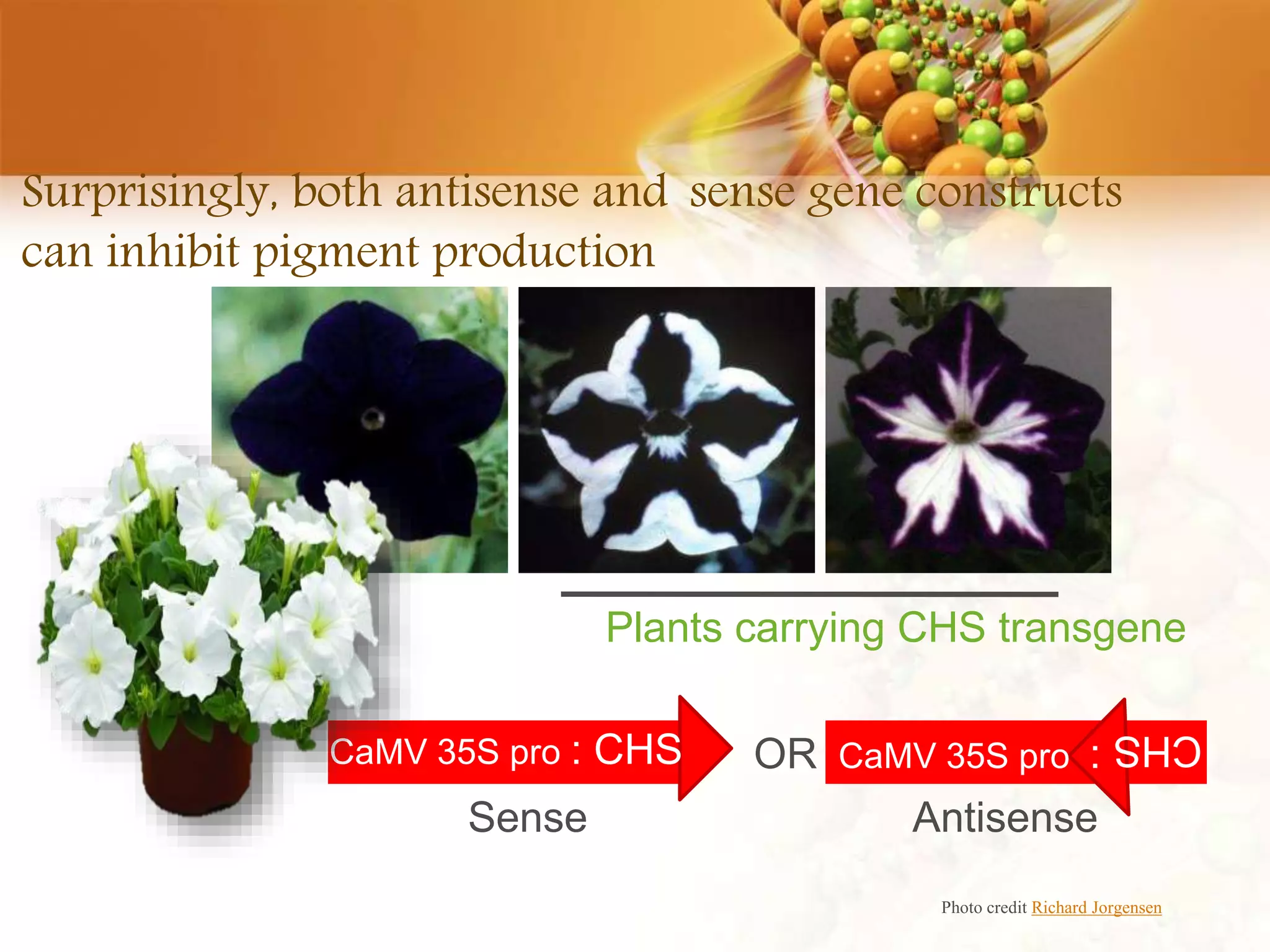 Surprisingly, both antisense and sense gene constructs
can inhibit pigment production
Photo credit Richard Jorgensen
Plants carrying CHS transgene
CaMV 35S pro : CHS CaMV 35S pro :
CHS
Sense Antisense
OR
 