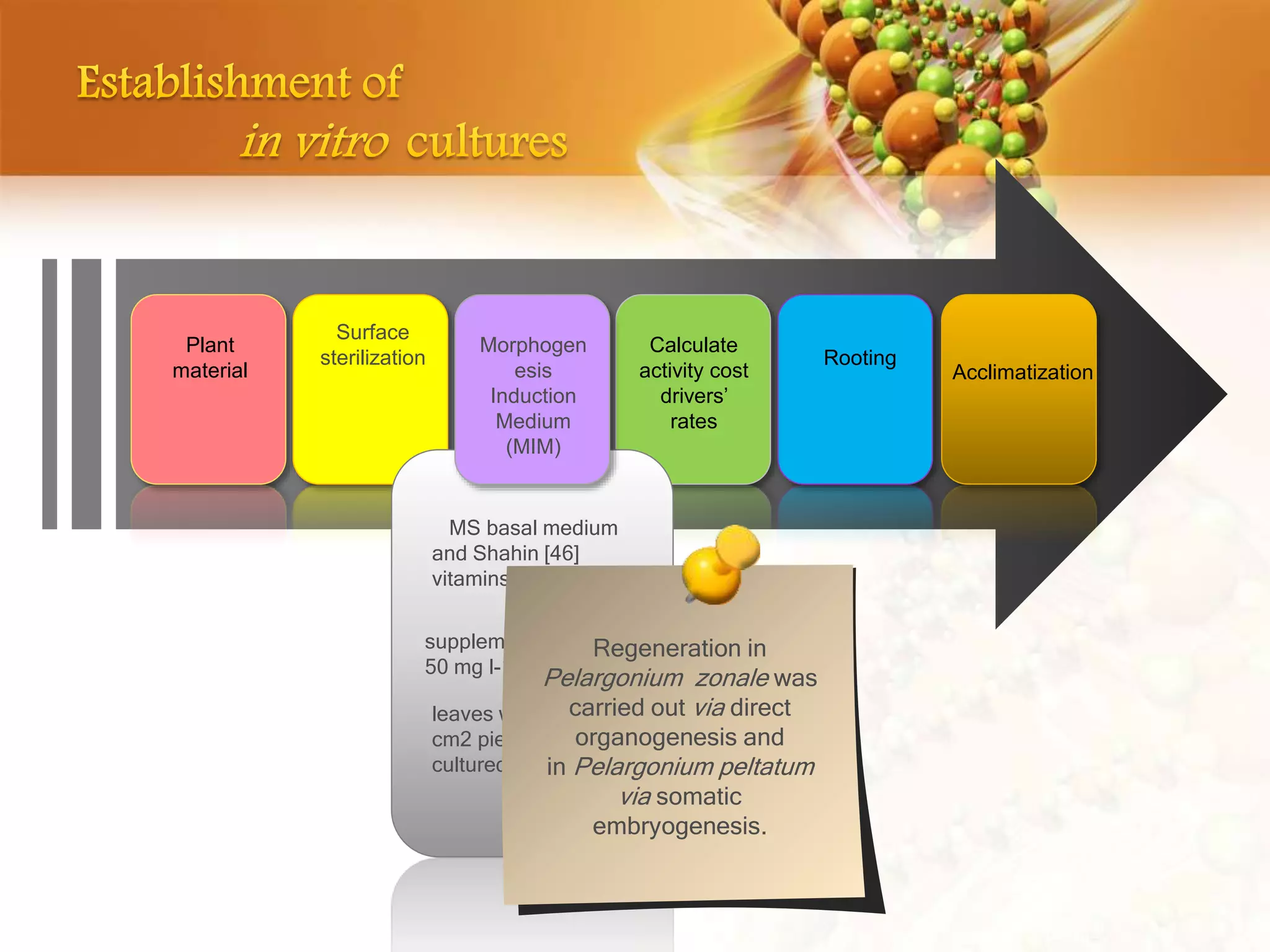 Plant
material
Surface
sterilization
Calculate
activity cost
drivers’
rates
Rooting
Acclimatization
leaves was cut into 1
cm2 pieces and
cultured on MIM
MS basal medium
and Shahin [46]
vitamins
Morphogen
esis
Induction
Medium
(MIM)
supplemented with
50 mg l-1 kanamycin
Regeneration in
Pelargonium zonale was
carried out via direct
organogenesis and
in Pelargonium peltatum
via somatic
embryogenesis.
 