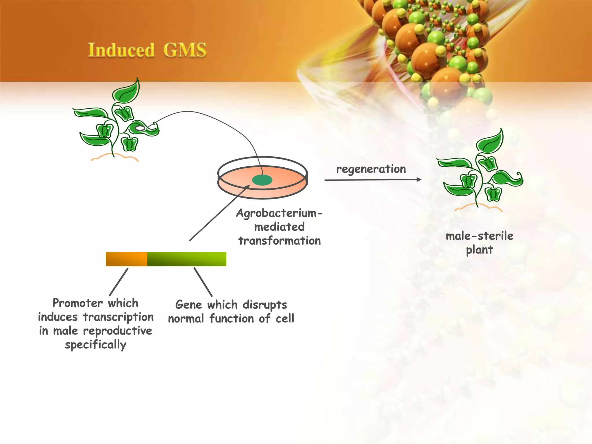 Promoter which
induces transcription
in male reproductive
specifically
Gene which disrupts
normal function of cell
Agrobacterium-
mediated
transformation
regeneration
male-sterile
plant
 