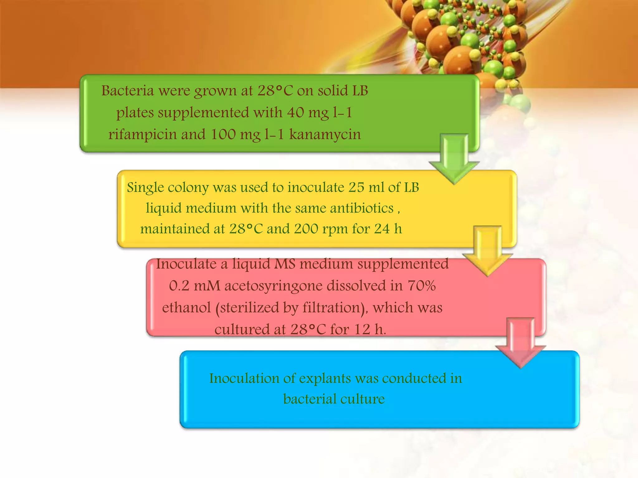 Bacteria were grown at 28°C on solid LB
plates supplemented with 40 mg l-1
rifampicin and 100 mg l-1 kanamycin
Single colony was used to inoculate 25 ml of LB
liquid medium with the same antibiotics ,
maintained at 28°C and 200 rpm for 24 h
Inoculate a liquid MS medium supplemented
0.2 mM acetosyringone dissolved in 70%
ethanol (sterilized by filtration), which was
cultured at 28°C for 12 h.
Inoculation of explants was conducted in
bacterial culture
 