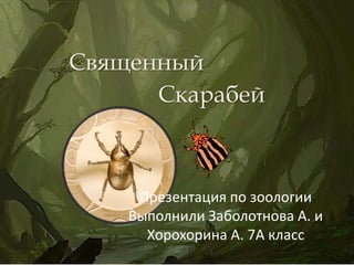 Скарабей
Священный
Презентация по зоологии
Выполнили Заболотнова А. и
Хорохорина А. 7А класс
 