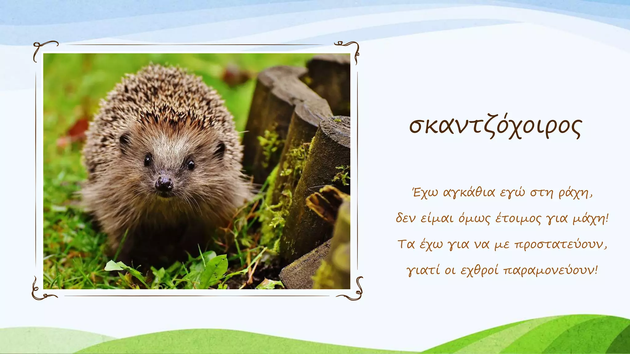 σκαντζόχοιρος
Έχω αγκάθια εγώ στη ράχη,
δεν είμαι όμως έτοιμος για μάχη!
Τα έχω για να με προστατεύουν,
γιατί οι εχθροί παραμονεύουν!
 