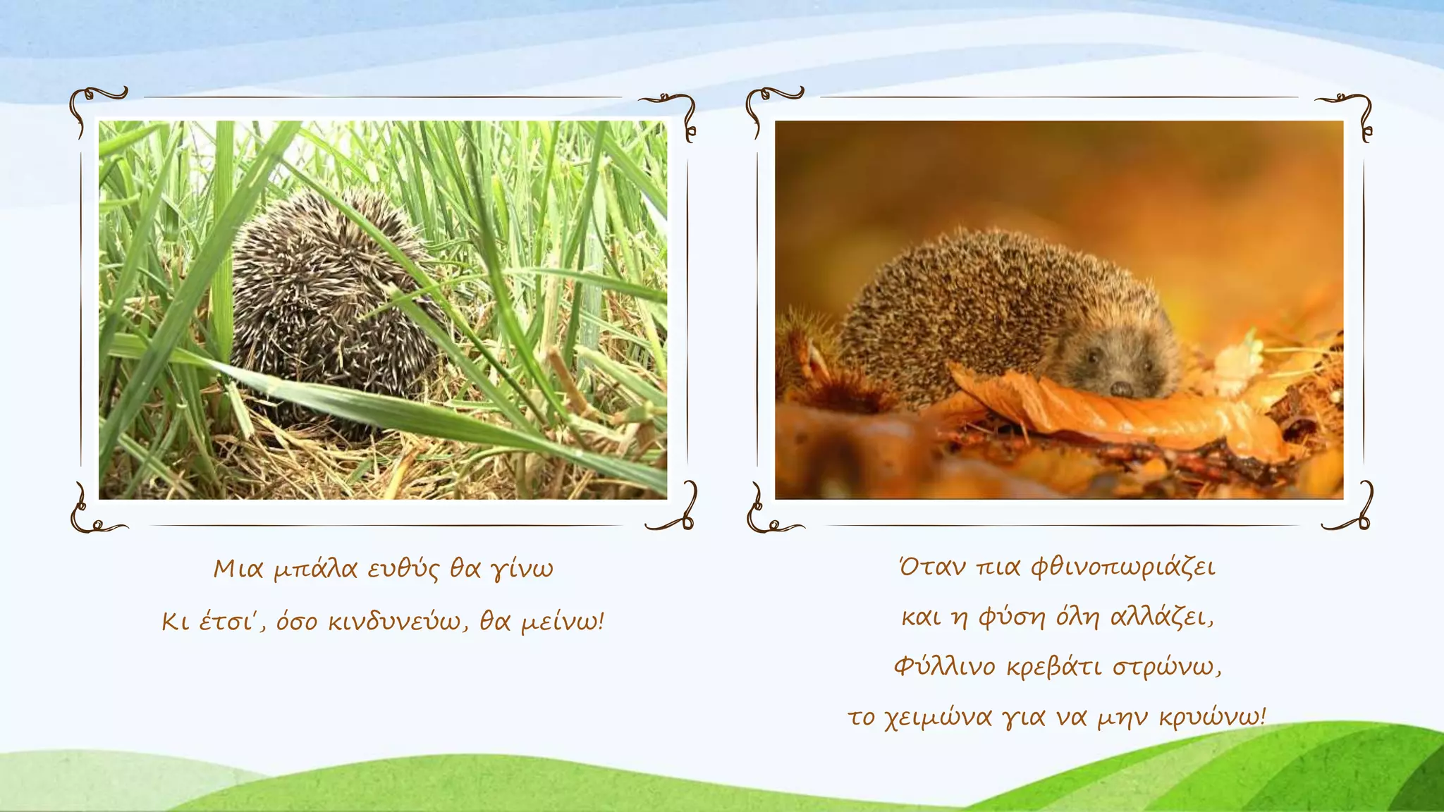 Μια μπάλα ευθύς θα γίνω
Κι έτσι΄, όσο κινδυνεύω, θα μείνω!
Όταν πια φθινοπωριάζει
και η φύση όλη αλλάζει,
Φύλλινο κρεβάτι στρώνω,
το χειμώνα για να μην κρυώνω!
 