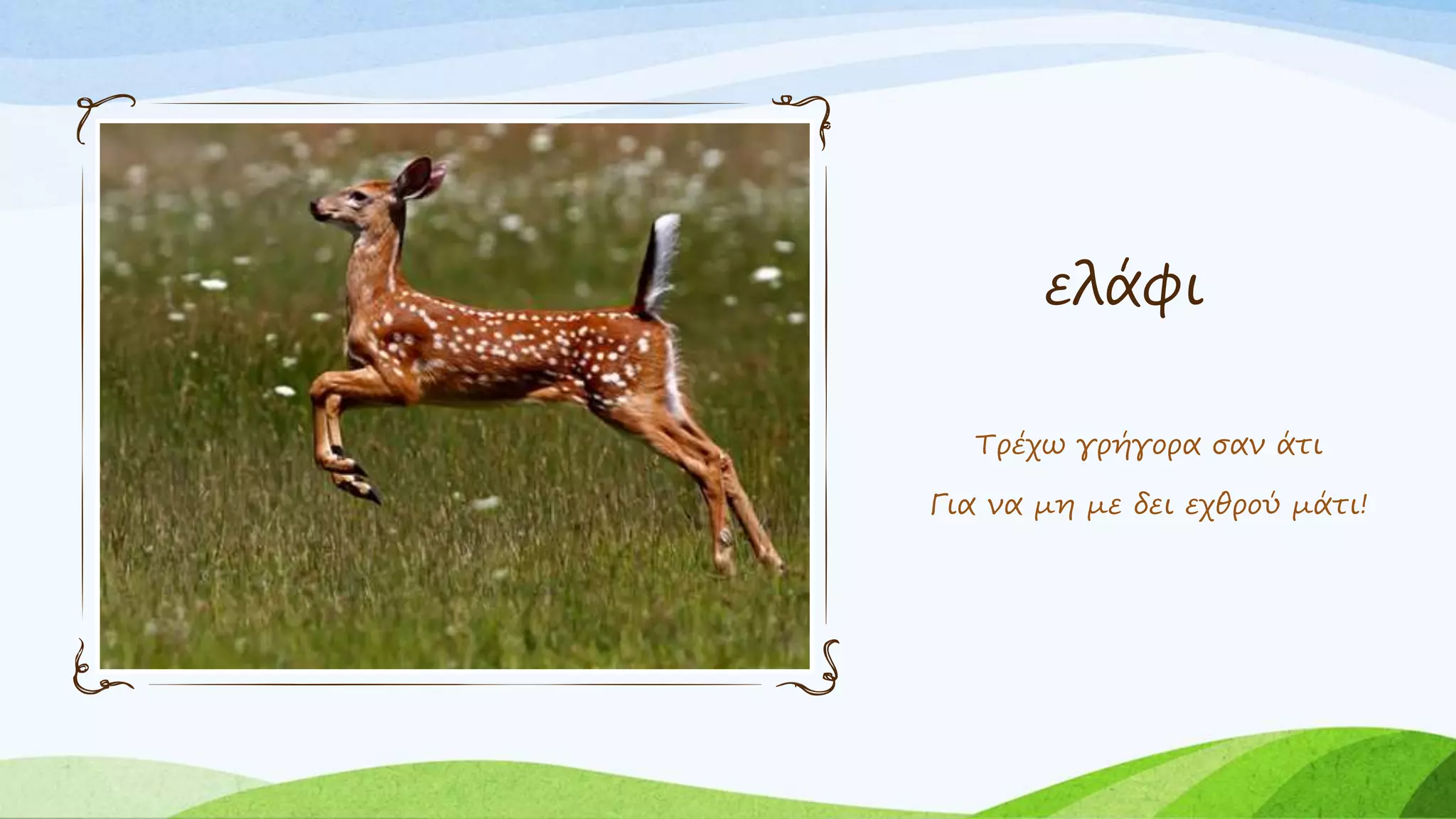 ελάφι
Τρέχω γρήγορα σαν άτι
Για να μη με δει εχθρού μάτι!
 
