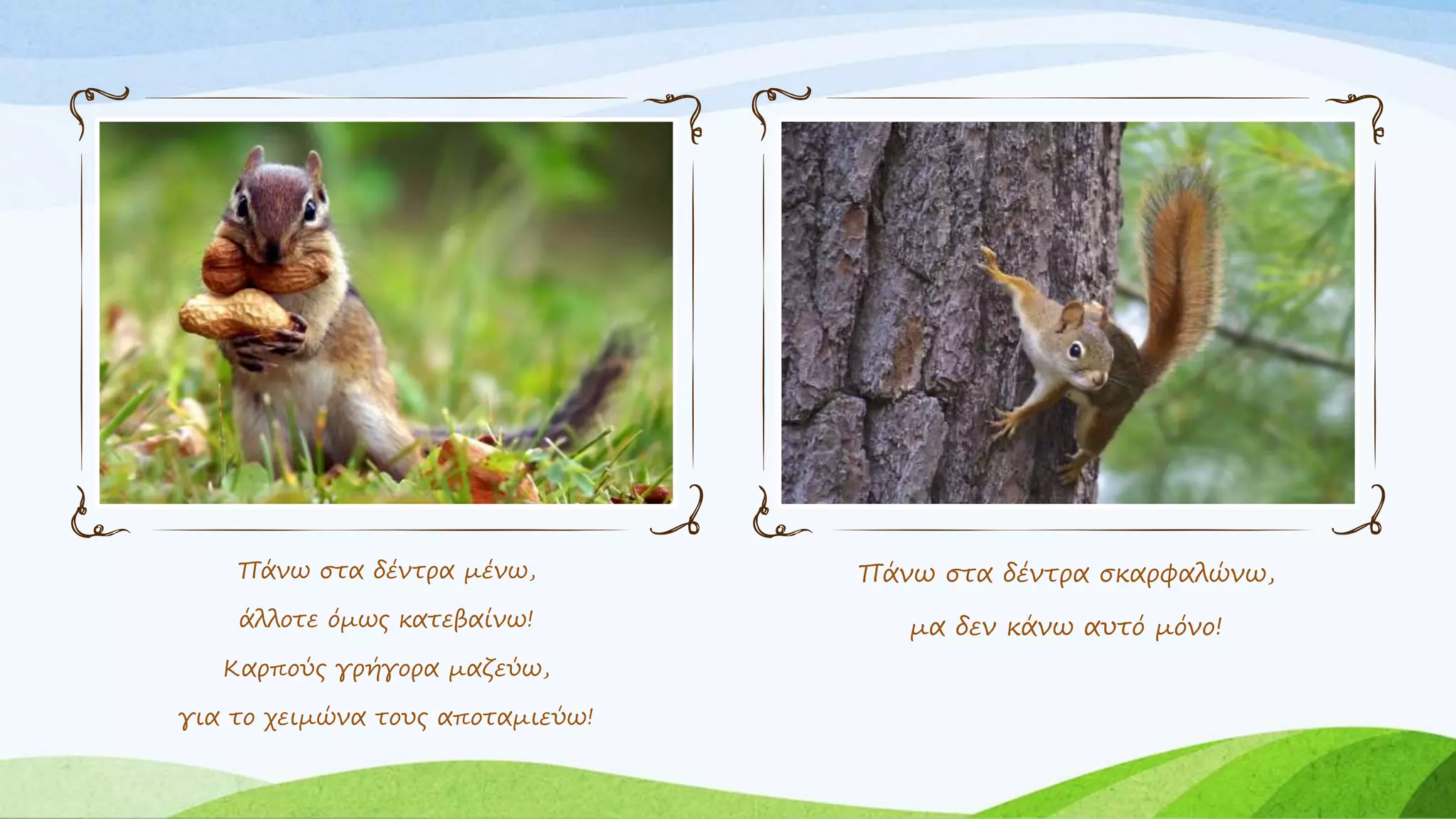 Πάνω στα δέντρα μένω,
άλλοτε όμως κατεβαίνω!
Καρπούς γρήγορα μαζεύω,
για το χειμώνα τους αποταμιεύω!
Πάνω στα δέντρα σκαρφαλώνω,
μα δεν κάνω αυτό μόνο!
 