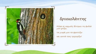 δρυοκολάπτης
Μέσα σε κορμούς δέντρων τη φωλιά
μου χτίζω,
τα μικρά μου τα φροντίζω
και κοντά τους τριγυρίζω!
 