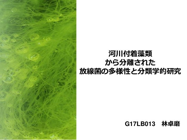 河川付着藻類から分離された放線菌の多様性と分類学的研究