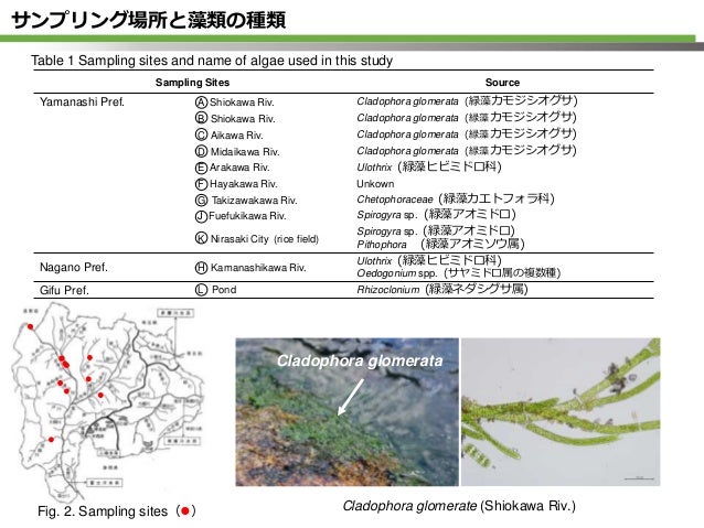 河川付着藻類から分離された放線菌の多様性と分類学的研究