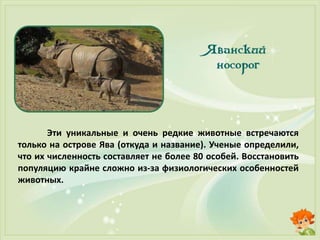Эти уникальные и очень редкие животные встречаются
только на острове Ява (откуда и название). Ученые определили,
что их численность составляет не более 80 особей. Восстановить
популяцию крайне сложно из-за физиологических особенностей
животных.
 