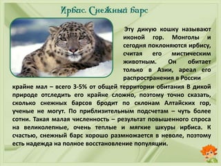 Эту дикую кошку называют
иконой гор. Монголы и
сегодня поклоняются ирбису,
считая его мистическим
животным. Он обитает
только в Азии, ареал его
распространения в России
крайне мал – всего 3-5% от общей территории обитания В дикой
природе отследить его крайне сложно, поэтому точно сказать,
сколько снежных барсов бродит по склонам Алтайских гор,
ученые не могут. По приблизительным подсчетам – чуть более
сотни. Такая малая численность – результат повышенного спроса
на великолепные, очень теплые и мягкие шкуры ирбиса. К
счастью, снежный барс хорошо размножается в неволе, поэтому
есть надежда на полное восстановление популяции.
 
