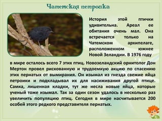 История этой птички
удивительна. Ареал ее
обитания очень мал. Она
встречается только на
Чатемском архипелаге,
расположенном южнее
Новой Зеландии. В 1976 году
в мире осталось всего 7 этих птиц. Новозеландский орнитолог Дон
Мертон провел рискованную и трудоемкую акцию по спасению
этих пернатых от вымирания. Он изымал из гнезда свежие яйца
петроики и подкладывал их для насиживания другой птице.
Самка, лишенная кладки, тут же несла новые яйца, которые
ученый тоже изымал. Так за один сезон удалось в несколько раз
увеличить популяцию птиц. Сегодня в мире насчитывается 200
особей этого редкого представителя пернатых.
 