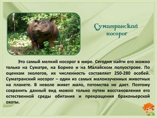 Это самый мелкий носорог в мире. Сегодня найти его можно
только на Суматре, на Борнео и на Малайском полуострове. По
оценкам экологов, их численность составляет 250-280 особей.
Суматранский носорог – один из самых малоизученных животных
на планете. В неволе живет мало, потомства не дает. Поэтому
сохранить данный вид можно только путем восстановления его
естественной среды обитания и прекращения браконьерской
охоты.
 