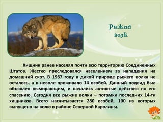 Хищник ранее населял почти всю территорию Соединенных
Штатов. Жестко преследовался населением за нападения на
домашний скот. В 1967 году в дикой природе рыжего волка не
осталось, а в неволе проживало 14 особей. Данный подвид был
объявлен вымирающим, и начались активные действия по его
спасению. Сегодня все рыжие волки – потомки последних 14-ти
хищников. Всего насчитывается 280 особей, 100 из которых
выпущено на волю в районе Северной Каролины.
 