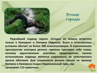 Редчайший подвид горилл. Сегодня ее можно встретить
только в Камеруне и Нигерии (Африка). Всего в естественных
условиях обитает не более 300 млекопитающих. В ограниченном
пространстве зоопарка речные гориллы чувствуют себя плохо,
поэтому единственным способом предотвратить полное
исчезновение подвида является сохранность их естественного
ареала обитания. Для сохранности речных горилл на границе
Нигерии и Камеруна создан Национальный парк, где
проживает 115 животных.
 