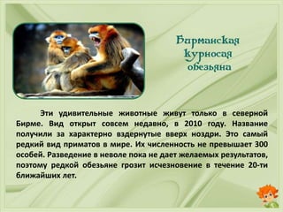 Эти удивительные животные живут только в северной
Бирме. Вид открыт совсем недавно, в 2010 году. Название
получили за характерно вздернутые вверх ноздри. Это самый
редкий вид приматов в мире. Их численность не превышает 300
особей. Разведение в неволе пока не дает желаемых результатов,
поэтому редкой обезьяне грозит исчезновение в течение 20-ти
ближайших лет.
 