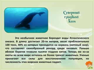 Это необычное животное бороздит воды Атлантического
океана. В длину достигает 20-ти метров, весит приблизительно
100 тонн, 40% из которых приходится на ворвань (китовый жир),
что составляет своеобразный рекорд среди китовых. Раньше
вблизи берегов плавали тысячи гладких китов. Теперь же из-за
охоты во всем мире осталось не более трехсот животных. Ученые
прилагают все силы для восстановления популяции, но
численность этих морских животных падает.
 