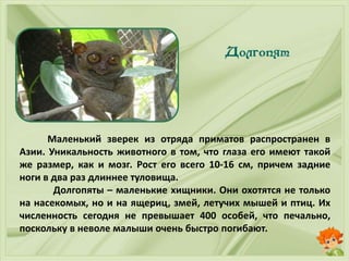 Маленький зверек из отряда приматов распространен в
Азии. Уникальность животного в том, что глаза его имеют такой
же размер, как и мозг. Рост его всего 10-16 см, причем задние
ноги в два раз длиннее туловища.
Долгопяты – маленькие хищники. Они охотятся не только
на насекомых, но и на ящериц, змей, летучих мышей и птиц. Их
численность сегодня не превышает 400 особей, что печально,
поскольку в неволе малыши очень быстро погибают.
 