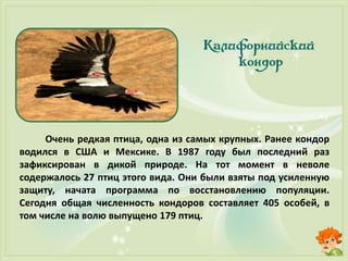 Очень редкая птица, одна из самых крупных. Ранее кондор
водился в США и Мексике. В 1987 году был последний раз
зафиксирован в дикой природе. На тот момент в неволе
содержалось 27 птиц этого вида. Они были взяты под усиленную
защиту, начата программа по восстановлению популяции.
Сегодня общая численность кондоров составляет 405 особей, в
том числе на волю выпущено 179 птиц.
 