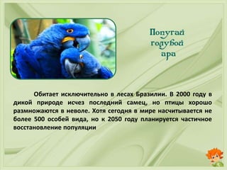 Обитает исключительно в лесах Бразилии. В 2000 году в
дикой природе исчез последний самец, но птицы хорошо
размножаются в неволе. Хотя сегодня в мире насчитывается не
более 500 особей вида, но к 2050 году планируется частичное
восстановление популяции
 