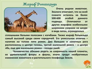 Очень редкое животное.
Экологи отмечают, что на всей
планете осталось не более
500-600 особей данного
подвида. Отличаются от
других жирафов особенными
широкими узорами на шкуре
в виде пятен, огражденных
сплошными белыми полосами с изгибами. Также жираф Ротшильда
самый высокий среди своих сородичей. Его уникальное отличие –
наличие на голове пяти рожек. Два больших и заметных рога
расположены в центре головы, третий маленький рожек – в центре
лба, еще два маленьких рожка – позади ушей.
Человечество обязано радеть за сохранность нашей планеты,
ее удивительной флоры и фауны, иначе грядут необратимые
изменения животного и растительного генофонда Земли.
 