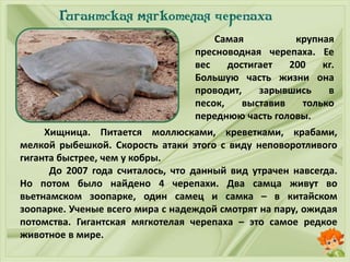 Самая крупная
пресноводная черепаха. Ее
вес достигает 200 кг.
Большую часть жизни она
проводит, зарывшись в
песок, выставив только
переднюю часть головы.
Хищница. Питается моллюсками, креветками, крабами,
мелкой рыбешкой. Скорость атаки этого с виду неповоротливого
гиганта быстрее, чем у кобры.
До 2007 года считалось, что данный вид утрачен навсегда.
Но потом было найдено 4 черепахи. Два самца живут во
вьетнамском зоопарке, один самец и самка – в китайском
зоопарке. Ученые всего мира с надеждой смотрят на пару, ожидая
потомства. Гигантская мягкотелая черепаха – это самое редкое
животное в мире.
 