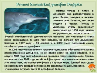 Обитал только в Китае. В
основном был распространен в
реке Янцзы, заходил в нижнее
течение реки Цяньтан, его также
видели в озерах Поянху и
Дунтинху. Этому грациозному
животному до 1950 года ничего
не угрожало, но потом в связи с
бурной хозяйственной деятельностью человека его численность стала
резко сокращаться. К 1980 году осталось не больше 400 дельфинов
Байджи, в 1997 году – 13 особей, а в 2002 умер последний самец
китайского речного дельфина.
В 2006 году ученые-зоологи провели тщательное обследование ареала
распространения дельфина, но ни одной особи не было найдено, и в
августе 2007 года виду официально присвоен статус «вымерший». Однако
в конце того же 2007 года китайский фотограф смог запечатлеть несколько
этих животных, что произвело фурор в научном мире. Данный факт даже
занесен в Книгу рекордов Гиннесса. На сегодняшний день известно,
что в живых осталось всего 10 дельфинов байджи.
 
