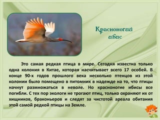 Это самая редкая птица в мире. Сегодня известна только
одна колония в Китае, которая насчитывает всего 17 особей. В
конце 90-х годов прошлого века несколько птенцов из этой
колонии было помещено в питомник в надежде на то, что птицы
начнут размножаться в неволе. Но красноногие ибисы все
погибли. С тех пор экологи не трогают птиц, только охраняют их от
хищников, браконьеров и следят за чистотой ареала обитания
этой самой редкой птицы на Земле.
 