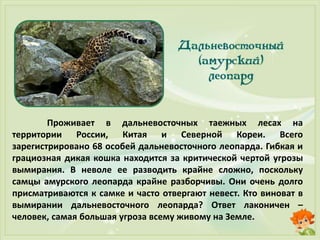 Проживает в дальневосточных таежных лесах на
территории России, Китая и Северной Кореи. Всего
зарегистрировано 68 особей дальневосточного леопарда. Гибкая и
грациозная дикая кошка находится за критической чертой угрозы
вымирания. В неволе ее разводить крайне сложно, поскольку
самцы амурского леопарда крайне разборчивы. Они очень долго
присматриваются к самке и часто отвергают невест. Кто виноват в
вымирании дальневосточного леопарда? Ответ лаконичен –
человек, самая большая угроза всему живому на Земле.
 