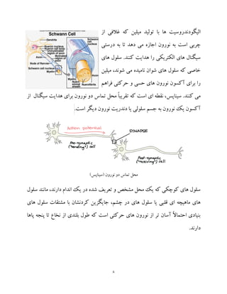 8
‫از‬ ‫غالفی‬ ‫که‬ ‫میلین‬ ‫تولید‬ ‫با‬ ‫ها‬ ‫الیگودندروسیت‬
‫است‬ ‫چربی‬‫درستی‬ ‫به‬ ‫تا‬ ‫دهد‬ ‫می‬ ‫اجازه‬ ‫نورون‬ ‫به‬
‫هد‬ ‫را‬ ‫الکتریکی‬ ‫های‬ ‫سیگنال‬‫های‬ ‫سلول‬ .‫کنند‬ ‫ایت‬
‫میلین‬ ،‫شوند‬ ‫می‬ ‫نامیده‬ ‫شوان‬ ‫های‬ ‫سلول‬ ‫که‬ ‫خاصی‬
‫فراهم‬ ‫حرکتی‬ ‫و‬ ‫حسی‬ ‫های‬ ‫نورون‬ ‫آکسون‬ ‫برای‬ ‫را‬
.‫کنند‬ ‫می‬‫سیناپس‬‫تماس‬ ‫محل‬ ً‫ا‬‫تقریب‬ ‫که‬ ‫است‬ ‫ای‬ ‫نقطه‬ ،‫از‬ ‫سیگنال‬ ‫هدایت‬ ‫برای‬ ‫نورون‬ ‫دو‬
‫آ‬.‫است‬ ‫دیگر‬ ‫نورون‬ ‫دندریت‬ ‫یا‬ ‫سلولی‬ ‫جسم‬ ‫به‬ ‫نورون‬ ‫یک‬ ‫کسون‬
‫نورون‬ ‫دو‬ ‫تماس‬ ‫محل‬)‫(سیناپس‬
‫سلول‬ ‫مانند‬ ،‫دارند‬ ‫اندام‬ ‫یک‬ ‫در‬ ‫شده‬ ‫تعریف‬ ‫و‬ ‫مشخص‬ ‫محل‬ ‫یک‬ ‫که‬ ‫کوچکی‬ ‫های‬ ‫سلول‬
،‫چشم‬ ‫در‬ ‫های‬ ‫سلول‬ ‫یا‬ ‫قلبی‬ ‫ای‬ ‫ماهیچه‬ ‫های‬‫های‬ ‫سلول‬ ‫مشتقات‬ ‫با‬ ‫کردنشان‬ ‫جایگزین‬
‫پاها‬ ‫پنجه‬ ‫تا‬ ‫نخاع‬ ‫از‬ ‫بلندی‬ ‫طول‬ ‫که‬ ‫است‬ ‫حرکتی‬ ‫های‬ ‫نورون‬ ‫از‬ ‫تر‬ ‫آسان‬ ً‫ال‬‫احتما‬ ‫بنیادی‬
‫دا‬.‫رند‬
 