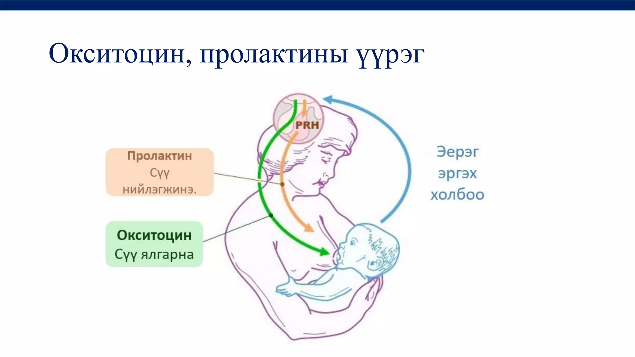 дотоод шүүрлийн физиологи | PPT